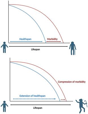 Phytonutrients in the promotion of healthspan: a new perspective